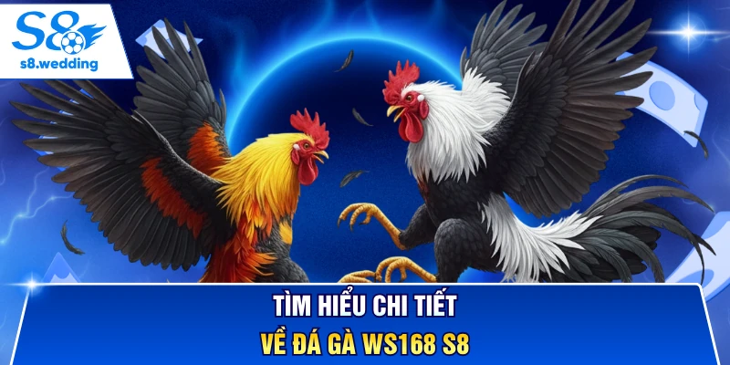Tìm hiểu chi tiết về đá gà WS168 S8